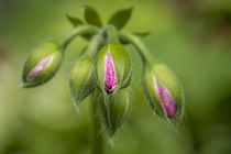 Close-up of vining geranium buds before opening. by Danita Delimont