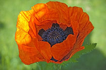 Close-up of a flowering orange poppy plant. von Danita Delimont