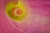 Close-up of the center of a Calla Lily. von Danita Delimont