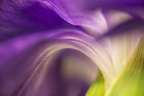 Close-up of the back of a purple carnation flower. by Danita Delimont