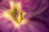 Close-up abstract of carnation flower. von Danita Delimont