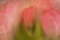 Multiple-exposure of bouquet of pink tulip flowers. by Danita Delimont