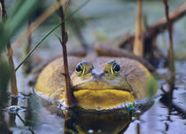 American Bullfrog in a marsh, Indiana USA von Danita Delimont