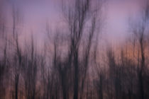 Artistic abstract of trees at sunset above the Upper Mississ... by Danita Delimont