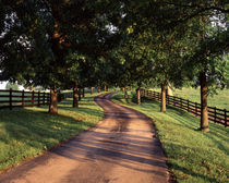 USA, Kentucky, Bluegrass Region, Row of trees and country lane at dawn von Danita Delimont