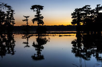 USA, Louisiana, Lake Martin, Rookery Rd by Danita Delimont