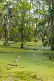 USA, Louisiana, Atchafalaya Basin, Lake Martin by Danita Delimont