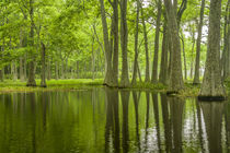 USA, Louisiana, Miller's Lake by Danita Delimont