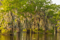 USA, Louisiana, Atchafalaya Basin by Danita Delimont