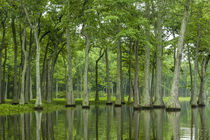 USA, Louisiana, Miller's Lake von Danita Delimont