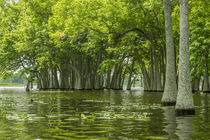 USA, Louisiana, Miller's Lake by Danita Delimont