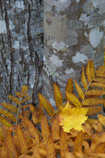 Ferns and tree trunks in the Wild Gardens of Acadia in Maine... von Danita Delimont