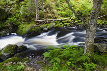 Cold Stream in Maine's Northern Forest von Danita Delimont