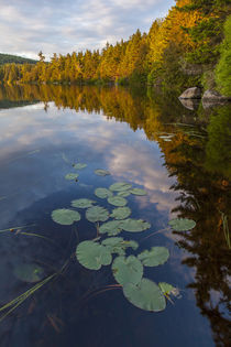 Water lilies and cloud reflections on Lang Pond in Maine's N... by Danita Delimont
