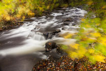 Duck Brook in fall in Maine's Acadia National Park. by Danita Delimont