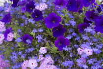 Close up of purple flowers, York, Maine, USA von Danita Delimont