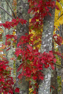 USA, Maine, Acadia National Park, Autumn foliage by Danita Delimont