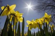 Daffodils, spring, Freeport, Maine von Danita Delimont