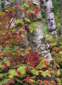 Maple leaves and birch tree, Acadia National Park, Maine by Danita Delimont