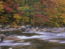 Wild River, White Mountains National Forest, Maine by Danita Delimont