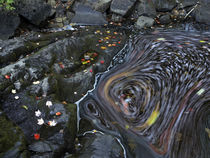 Contrast of movement and stillness as a stream swirls on Duc... by Danita Delimont