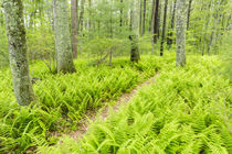 A trail creates a path through ferns in the forest at the St... by Danita Delimont