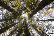 Looking up towards the treetops of the Red Pine Plantation, ... by Danita Delimont