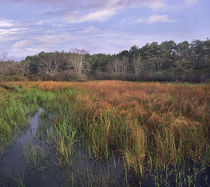 Marsh at Province Lands, Cape Cod National Seashore, Massachusetts by Danita Delimont