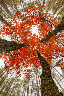 Skyward view of maple tree in pine forest, Upper Peninsula o... by Danita Delimont