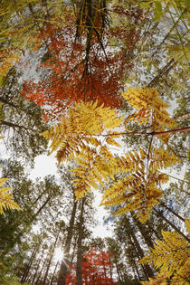 Upward view through ferns in pine forest, Upper Peninsula of Michigan. by Danita Delimont