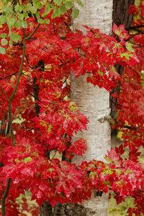 Red maple leaves in autumn and white birch tree trunk, Upper... by Danita Delimont