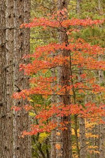 Maple trees in fall colors, Hiawatha National Forest, Upper ... by Danita Delimont