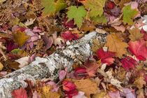 Autumn maple leaves cover birch bark on forest floor near Co... von Danita Delimont