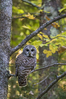 Barred Owl in fall, Alger County, MI von Danita Delimont