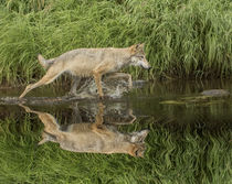 Gray Wolf running through water, Canis lupus Minnesota by Danita Delimont