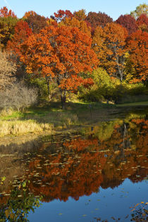 USA, Minnesota, Sunfish Lake, Fall Color reflected in pond by Danita Delimont