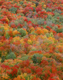 USA, Minnesota, Superior National Forest, Autumn adds color ... von Danita Delimont
