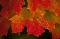 USA, Minnesota, Itasca State Park, Fall Colors von Danita Delimont