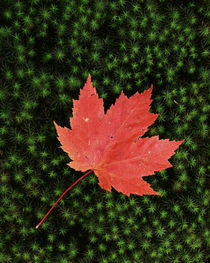 USA, Missouri, Mark Twain National Forest, Starmoss and Red Maple Leaf by Danita Delimont