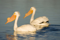 American White Pelicans Riverlands Environmental Demonstrati... by Danita Delimont