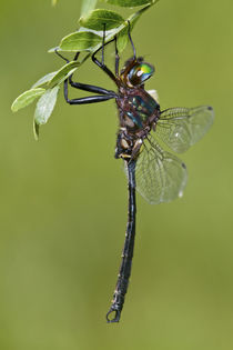 Clamp-tipped Emerald dragonfly male, Reynolds Co by Danita Delimont