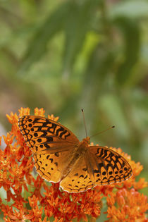 Great Spangled Fritillary on Butterfly Milkweed Reynolds Co by Danita Delimont