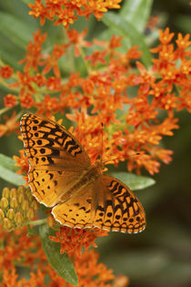 Great Spangled Fritillary on Butterfly Milkweek Reynolds, Mi... by Danita Delimont