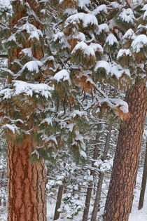 Ponderosa Pine Winter by Danita Delimont