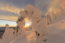 Snow ghosts in the Whitefish Range near Whitefish, Montana, USA. by Danita Delimont