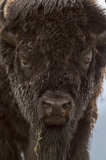 Bison Bull by Danita Delimont