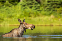 Female moose feeding in small lake in Glacier National Park,... by Danita Delimont