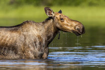 Female moose feeding in small lake in Glacier National Park,... by Danita Delimont