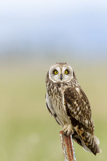 Short eared owl at Ninepipe WMA near Ronan, Montana, USA. von Danita Delimont