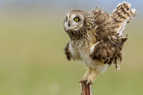 Short eared owl at Ninepipe WMA near Ronan, Montana, USA. by Danita Delimont
